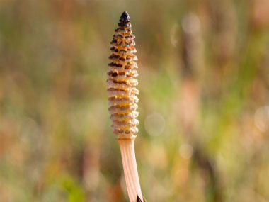 fruiting field horsetail