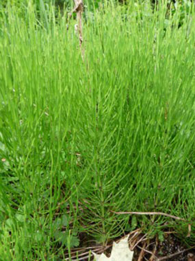 horsetail picture