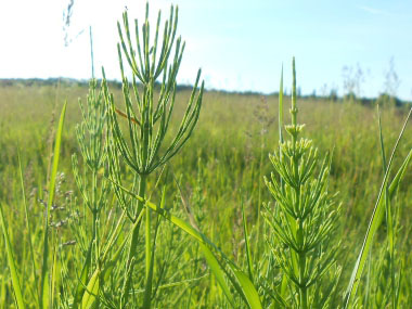 horsetail plants