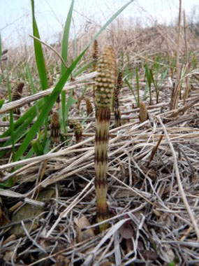 horsetail spring