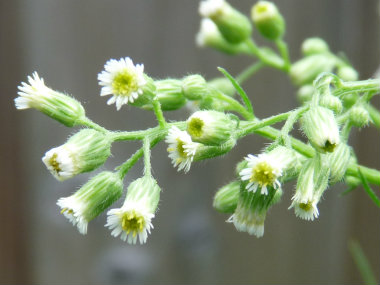 Horseweed_budding