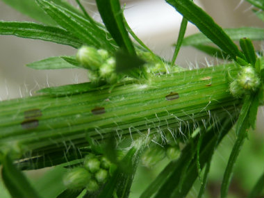 Horseweed_stem