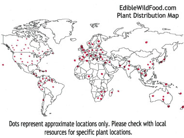 horseweed distribution