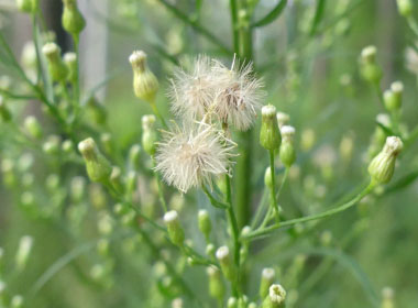horseweed seeds