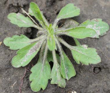 horseweed spring growth