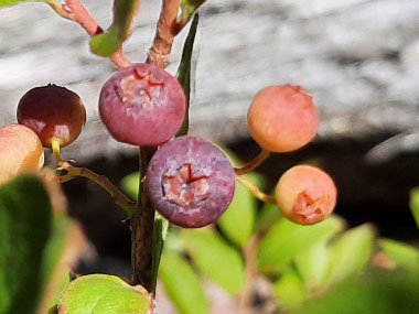 huckleberries