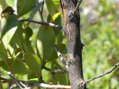 huckleberry bark