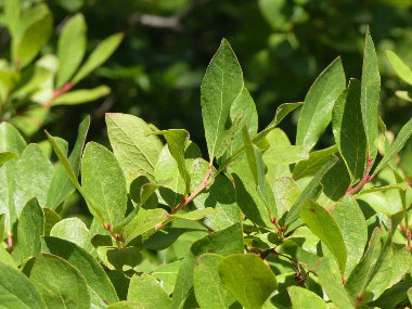 huckleberry leaves