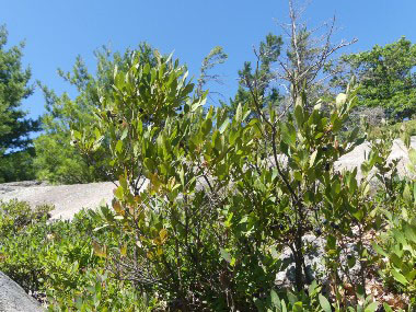 huckleberry shrub