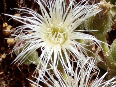 Mesembryanthemum crystallinum