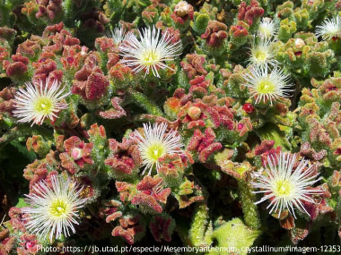 common ice plant