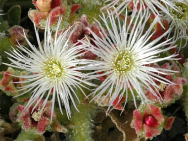 ice plant flowers