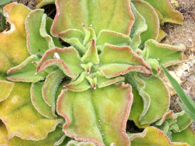 ice plant leaves