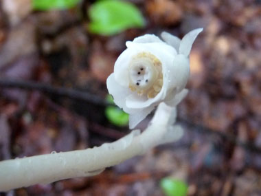 ghost pipe flower