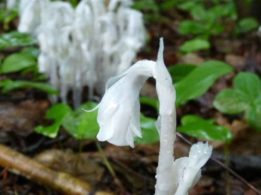 indian pipes closeup