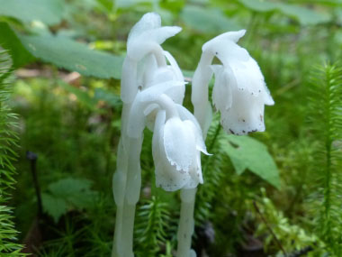 indian pipes