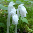 Indian Pipe