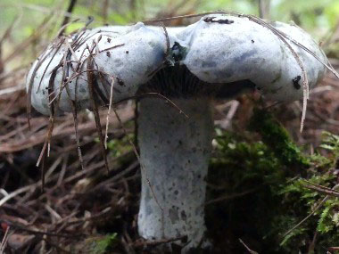 blue lactarius mushroom
