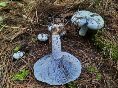 indigo milk cap mushrooms