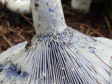 indigo milky mushroom gills