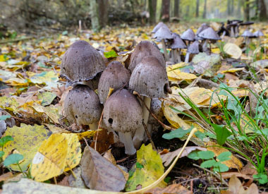 Coprinopsis atramentaria