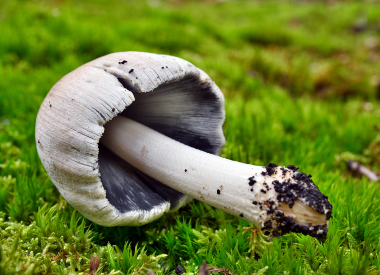 inky cap gills