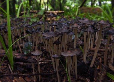 inky cap mushrooms