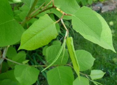 fallopia japonica growth