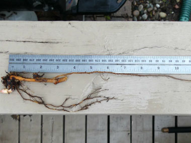 fallopia japonica root