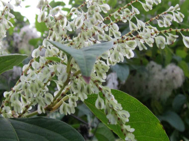 fallopia japonica seeds