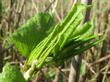 fallopia japonica