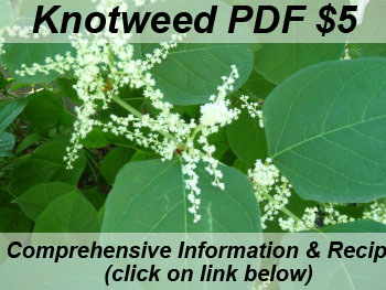 japanese knotweed flowers