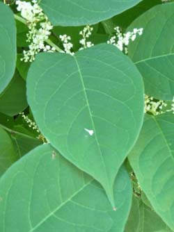 japanese knotweed leaf