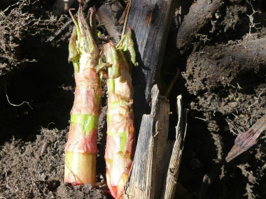 japanese knotweed new shoots