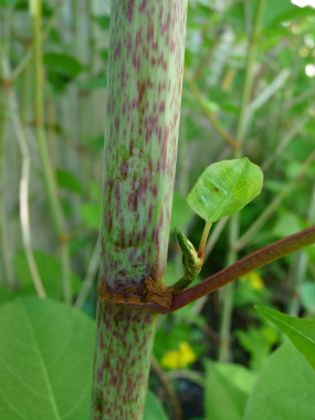 japanese knotweed stem