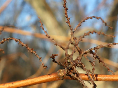 japanese knotweed winter