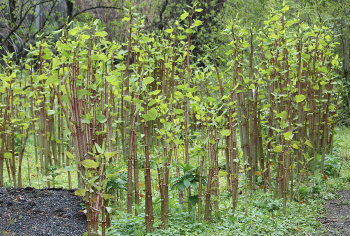 japanese knotweed