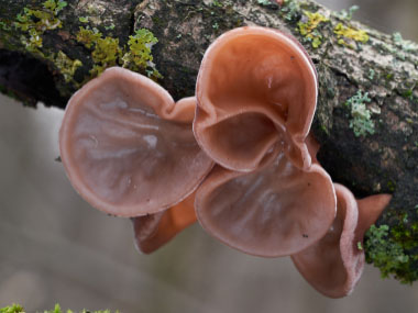 Auricularia auricula judae