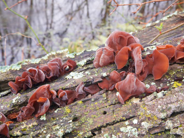 black fungus