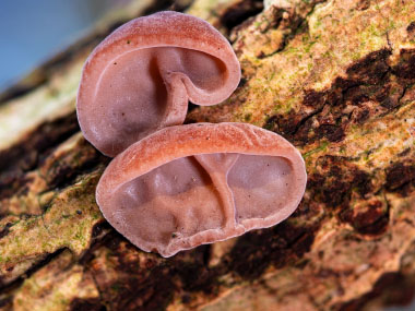 jelly ear mushroom