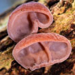 Jelly Ear Mushrooms