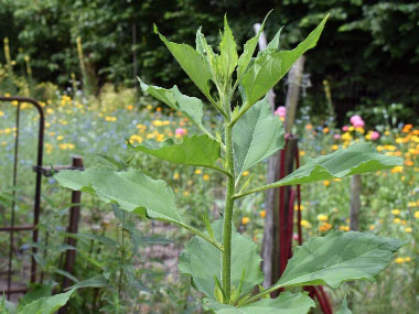 Helianthus tuberosus