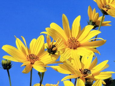 jerusalem artichoke flowers