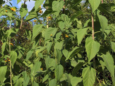 jerusalem artichoke leaves