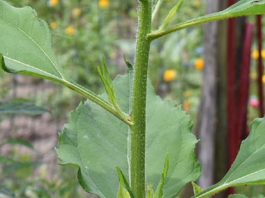 jerusalem artichoke stems