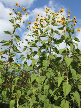 jerusalem artichokes