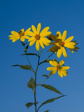 sunchoke flowerheads