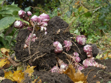 sunchoke tubers