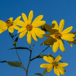 Jerusalem Artichoke