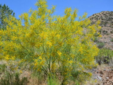 Parkinsonia aculeata